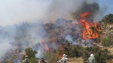 ردپای ‌‌انسان‌ ‌در آتش‌سوزی‌ جنگل‌ها محرز شد / شکارچیان غیرمجاز ‌الیت را آتش زدند‌