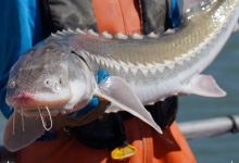 تغییر جنسیت ماهی خاویاری در ژاپن