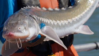 تغییر جنسیت ماهی خاویاری در ژاپن