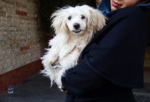 توضیحات عضو شورای شهر درباره ورود حیوانات خانگی به وسایل نقلیه عمومی