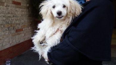 توضیحات عضو شورای شهر درباره ورود حیوانات خانگی به وسایل نقلیه عمومی