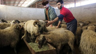 قیمت جدید دامزنده ۱۳ آبانماه ۱۴۰۴ اعلام شد/ ریزش قیمت گوسفند و گوساله ادامهدار شد + جدول