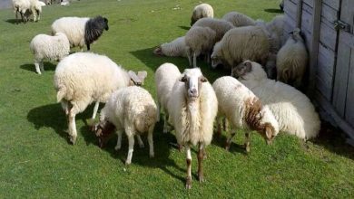 قیمت جدید دام‌زنده ۱۱ آبان‌ماه ۱۴۰۴ اعلام شد/ گوسفند و گوساله ارزان شد + جدول