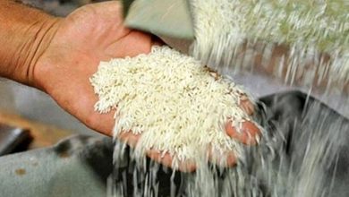 برنج ارزان به بازار آمد/ برنج ۵۰ هزار تومانی را از کجا بخریم؟