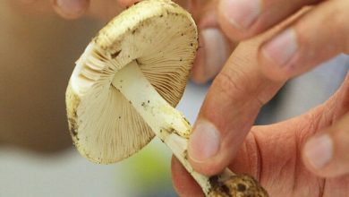 هشدار؛ مصرف این قارچها جانتان را تهدید میکند/ علائم مسمومیت