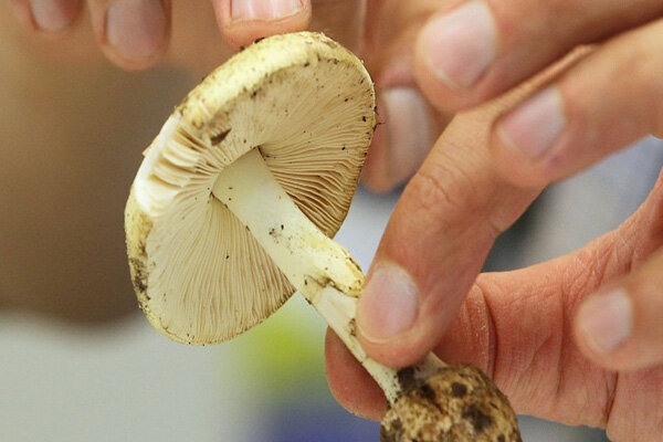 هشدار؛ مصرف این قارچها جانتان را تهدید میکند/ علائم مسمومیت