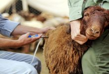 «تب برفکی» به انسان منتقل می‌شود؟