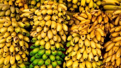 اختلال در سامانه گمرکی هزار تُن موز و سیب را در معرض فساد قرار داد