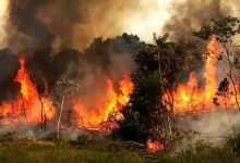 معاون اجرایی پزشکیان: برای آتش سوزی علف‌زارهای کوه‌های الیت منطقه چالوس درخواست کمک سریع از کشور‌های دوست کردیم