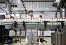 شوک به بازار لبنیات؛ ماست و پنیر گران شدند