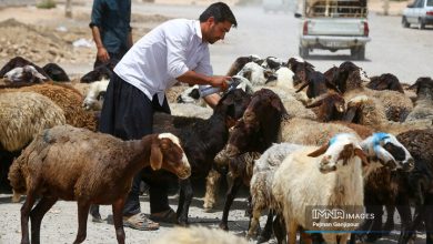 قیمت جدید دامزنده ۲۴ آذرماه ۱۴۰۴ اعلام شد/ افزایش قیمت گوسفند و گوساله، عجیب شد + جدول