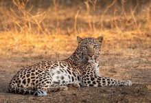 مشاهده یک قلاده پلنگ ایرانی در نزدیکی تهران/ عکس