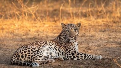 مشاهده یک قلاده پلنگ ایرانی در نزدیکی تهران/ عکس