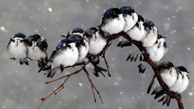 وضعیت آب و هوا، امروز ۲۱ آذر ۱۴۰۴؛ تداوم بارش‌ برف و باران در اغلب مناطق کشور/ ورود سامانه جدید بارشی از سه‌شنبه