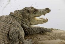 احتمال خروج گاندوها از برکه‌ها در پی بارندگی جنوب سیستان و بلوچستان