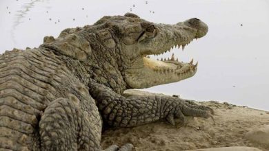 احتمال خروج گاندوها از برکه‌ها در پی بارندگی جنوب سیستان و بلوچستان