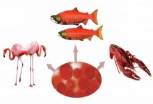 نقش یک رنگدانه جذاب طبیعی در درمان صرع و آسیب های مغزی