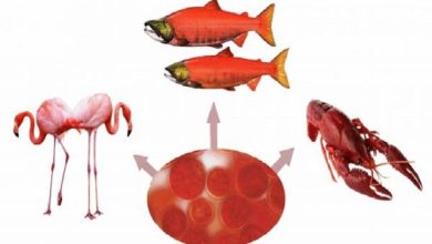 نقش یک رنگدانه جذاب طبیعی در درمان صرع و آسیب های مغزی