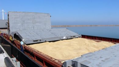 نماینده مجلس: قیمت جدید گندم هفته آینده تعیین می‌شود