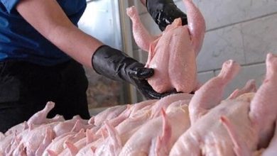 قیمت مرغ پس از حذف ارز ترجیحی/ فروغی: احتمال رسیدن به ۳۰۰ تا ۴۰۰ هزار تومان وجود دارد