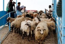 گوشت قرمز، کالای لوکس شد؟/ این قیمت‌های عجیب از گوشت قرمز را ببینید/ منتظر ورود دام پاکستانی باشید!