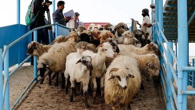 گوشت قرمز، کالای لوکس شد؟/ این قیمت‌های عجیب از گوشت قرمز را ببینید/ منتظر ورود دام پاکستانی باشید!