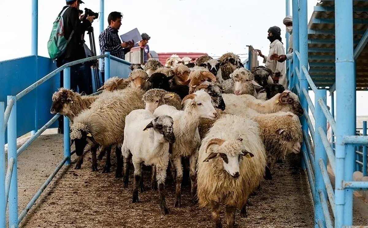 گوشت قرمز، کالای لوکس شد؟/ این قیمت‌های عجیب از گوشت قرمز را ببینید/ منتظر ورود دام پاکستانی باشید!