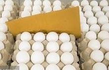 قیمت تخممرغ کاهش یافت