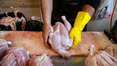 قیمت مرغ عقب نشینی کرد