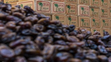 قیمت خرما در ماه رمضان کیلویی ۳۱۰ هزار تومان است