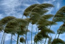 هواشناسی: وزش باد شدید در تهران/ کاهش دما تا ۶ درجه