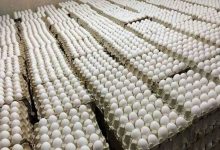 قیمت جدید تخم‌مرغ اعلام شد/ قیمت تخم‌مرغ در ماه رمضان چه تغییری می‌کند؟