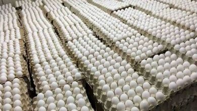 قیمت جدید تخم‌مرغ اعلام شد/ قیمت تخم‌مرغ در ماه رمضان چه تغییری می‌کند؟