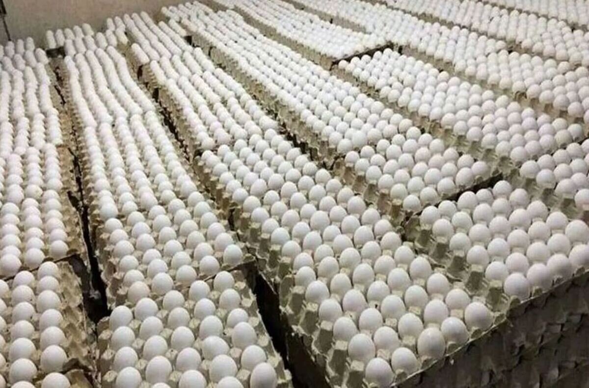 قیمت جدید تخممرغ اعلام شد/ قیمت تخممرغ در ماه رمضان چه تغییری میکند؟