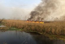 مهار کامل آتش سوزی در تالاب انزلی/ شناسایی عامل انسانی