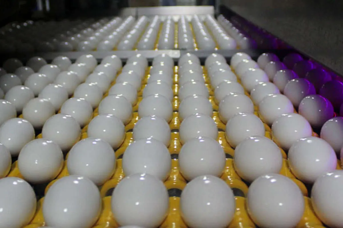 تخم‌مرغ ارزان شد؟!