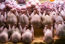 قیمت مرغ و تخم‌مرغ رسما اعلام شد/ فتحی: گران‌فروشی در نرخ‌های جدید اتفاق نیفتاده است