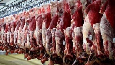 قیمت جدید دام زنده اعلام شد/ پوریان: منتظر این تغییر مهم قیمتی در بازار گوشت باشید