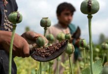 کاشت خشخاش مجوز گرفت؟