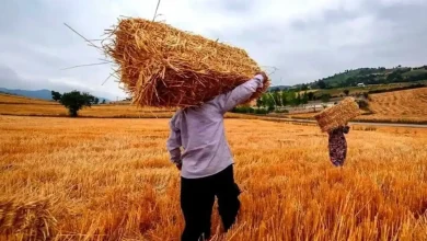 پرداخت نیمی از مطالبات گندم‌کاران تا 6 روز آینده