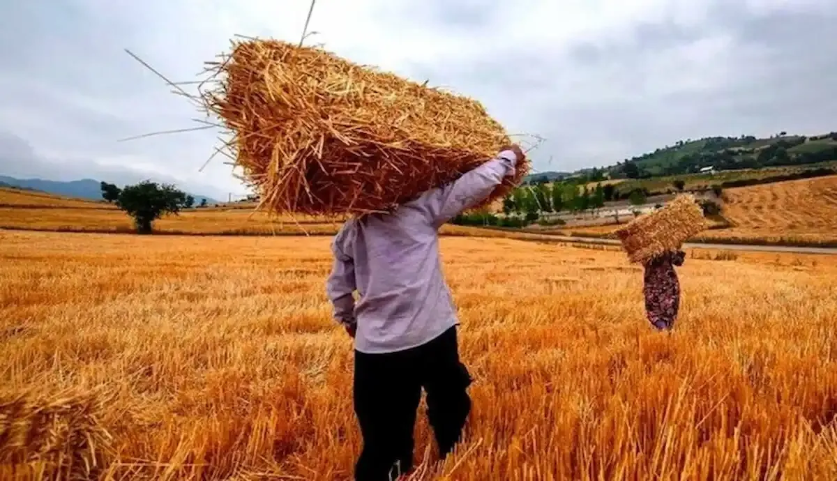 پرداخت نیمی از مطالبات گندم‌کاران تا 6 روز آینده