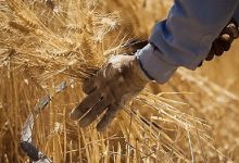 خبر خوش برای گندمکاران / دولت زمان پرداخت مطالبات را اعلام کرد
