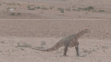ماجرای مشاهده دایناسور در مناطق بیابانی خراسان رضوی چه بود؟