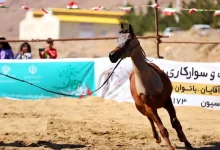 اورژانس: مصدومیت دختر جوان سوارکار و آسیب‌ دیدن چند خودرو در پی رم‌ کردن ناگهانی یک اسب در ساحل بابلسر