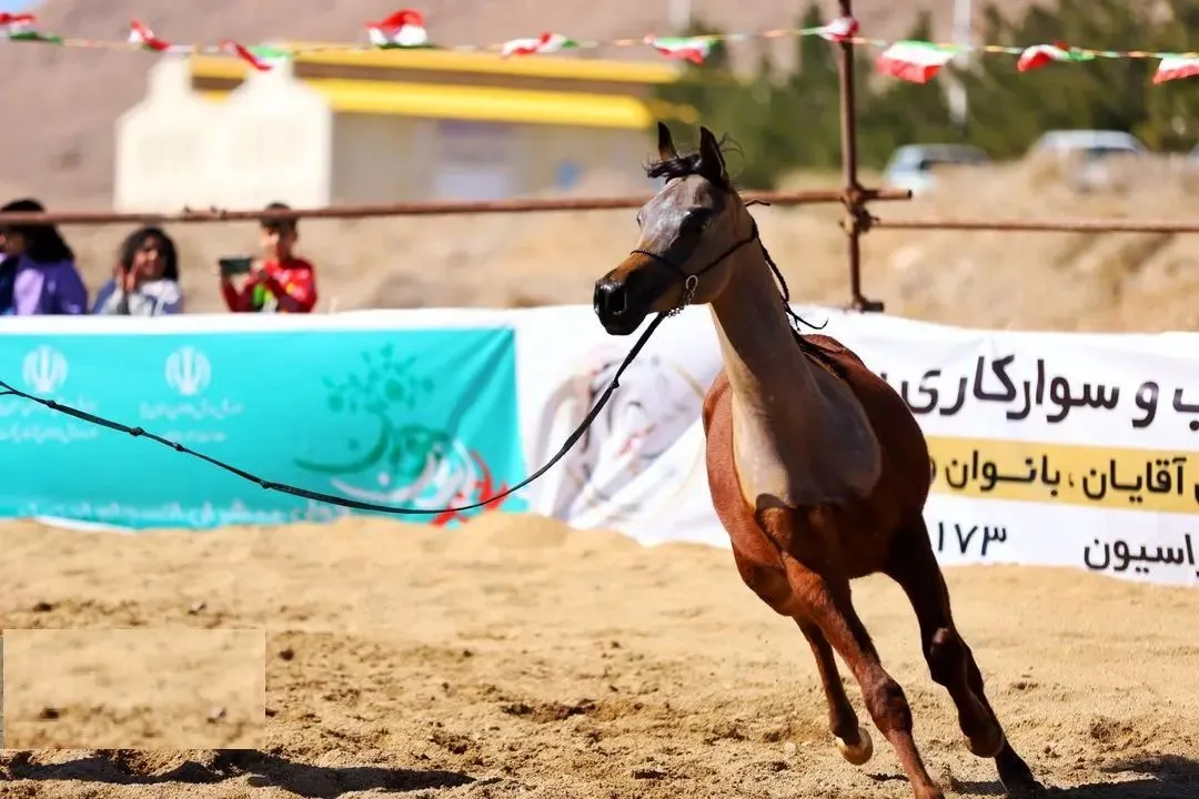 اورژانس: مصدومیت دختر جوان سوارکار و آسیب دیدن چند خودرو در پی رم کردن ناگهانی یک اسب در ساحل بابلسر