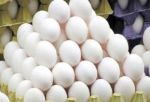 قیمت واقعی تخم‌مرغ در شهریور اعلام شد/ کاشانی: هر کیلو تخم‌مرغ را ۸۰ هزار تومان ارزان‌تر از قیمت تمام شده می‌فروشیم