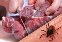 ۱۱ مبتلا تب کریمه در یزد؛ «گوشت را ۲۴ ساعت در یخچال نگه دارید»