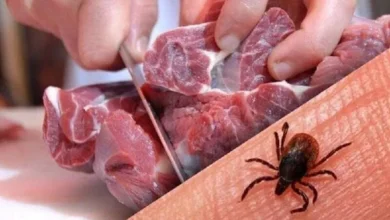 ۱۱ مبتلا تب کریمه در یزد؛ «گوشت را ۲۴ ساعت در یخچال نگه دارید»