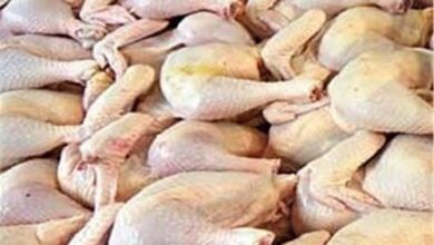 مرغ کامل با قیمت ۳۳۰ هزار تومان در ۵ آبان عرضه شد